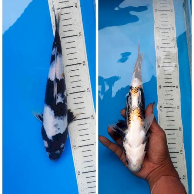 Shiro 27cm
