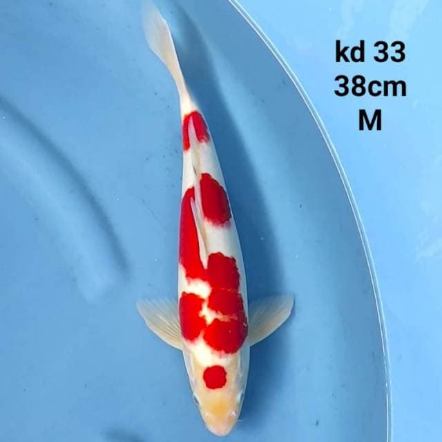 maruten kohaku red hot