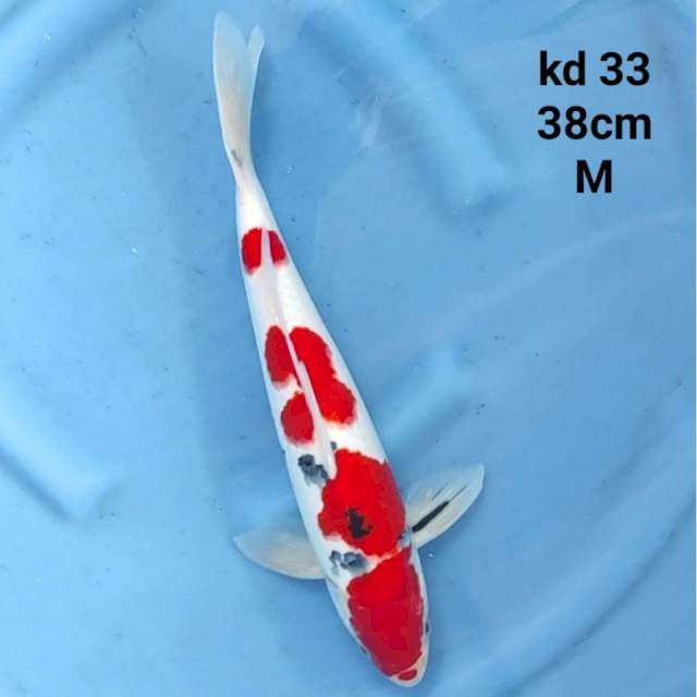 taisho sanke red hot male