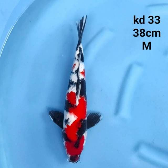 SHOWA BLOOD RED MALE