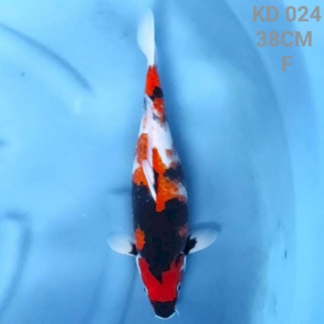 showa sanshoku jumbo tosai