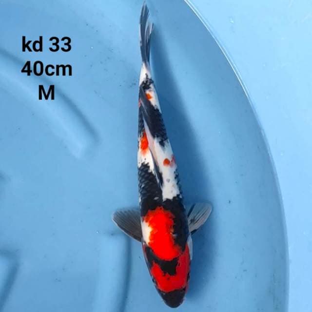 showa sanshoku jumbo tosai