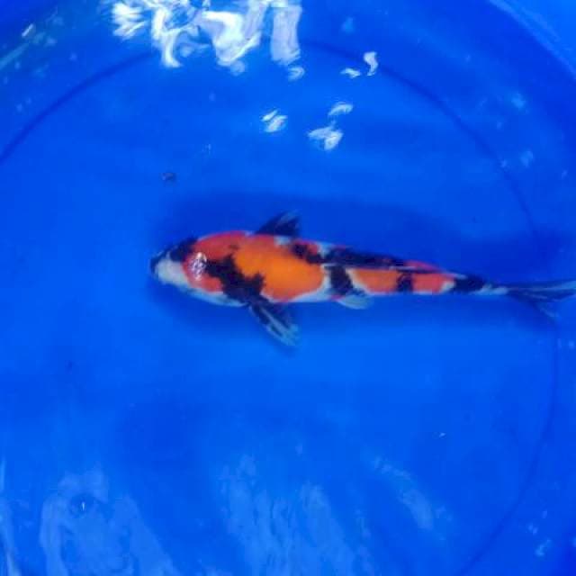 Showa