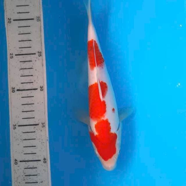 Kohaku 24cm
