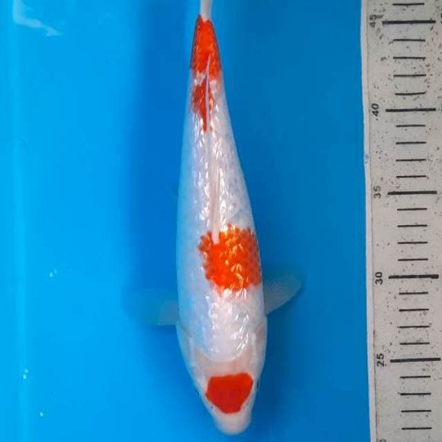 Maruten ginrin 29cm