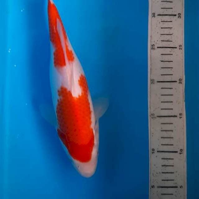 Kohaku 30cm