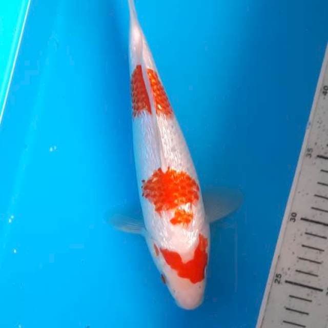 Kohaku gindrin 27cm