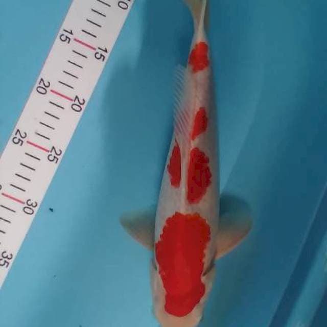 Kohaku