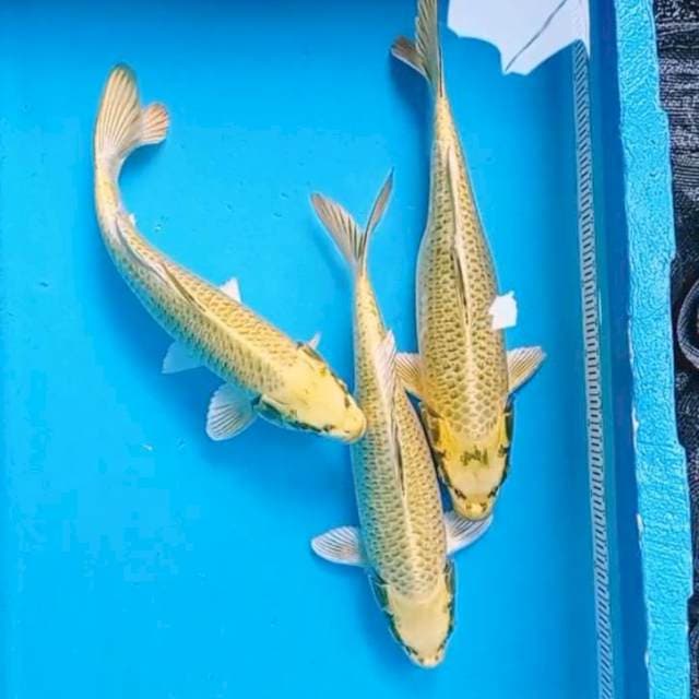 Mukasi Caramel 3 ekor. 36,37,39cm