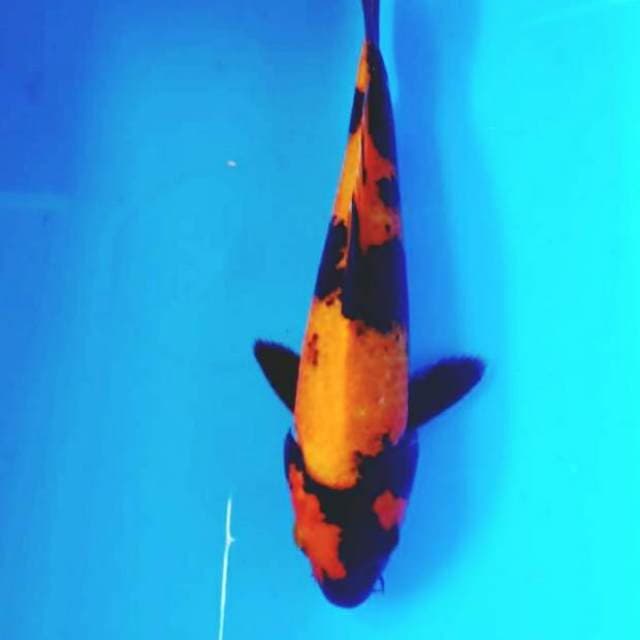 Ushuri 24cm