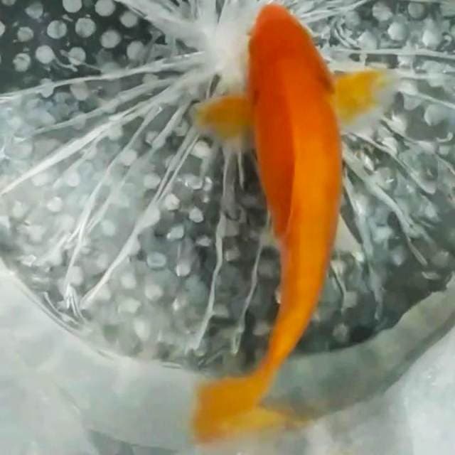 ✔️orenji body bulky 25cm