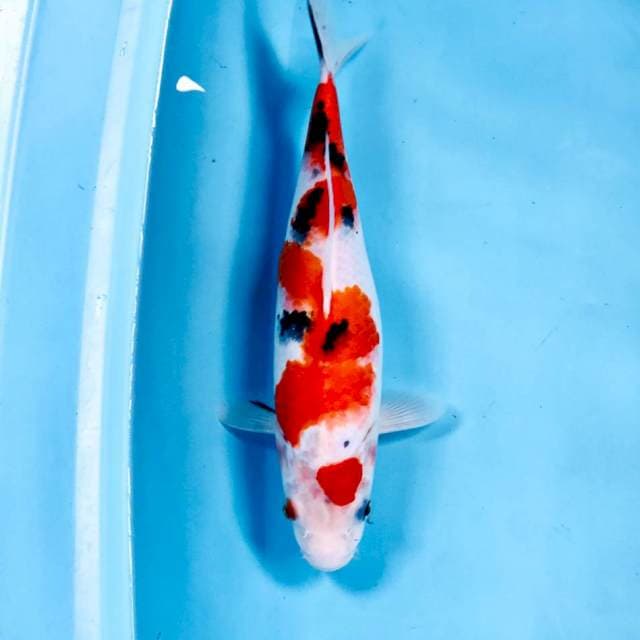 Sanke, 32 cm