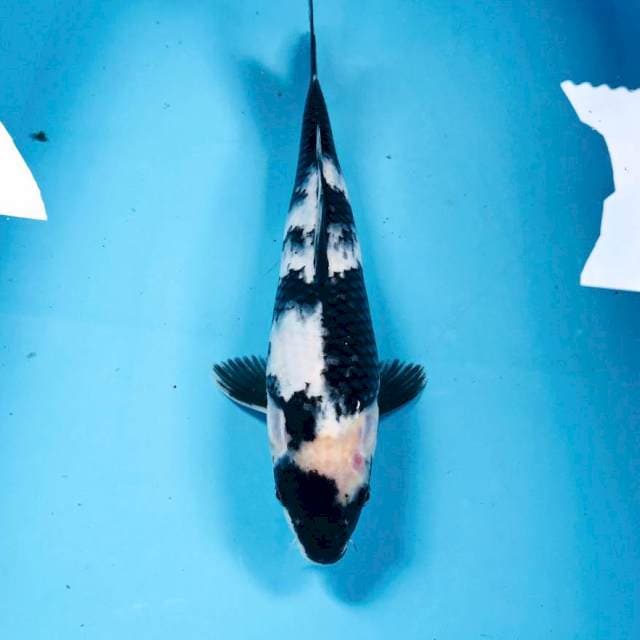 Shiro, 31 cm