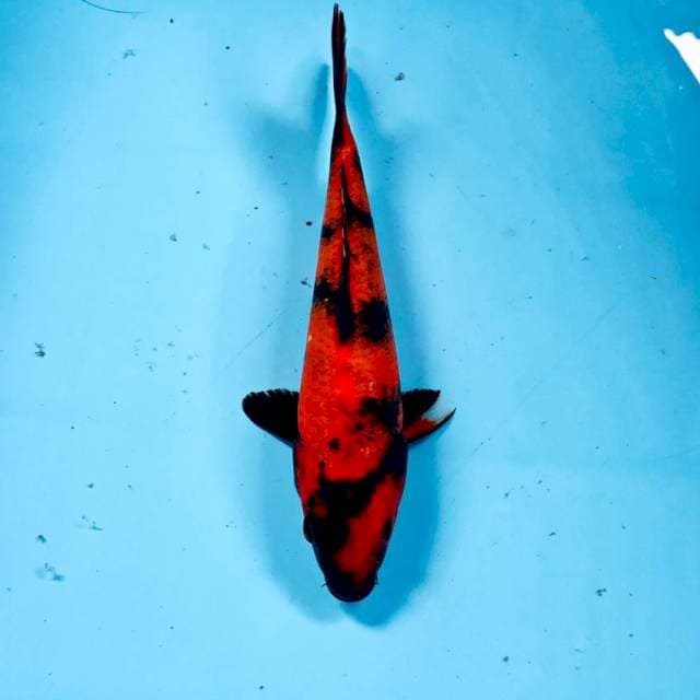 Hi Utsuri, 23 cm