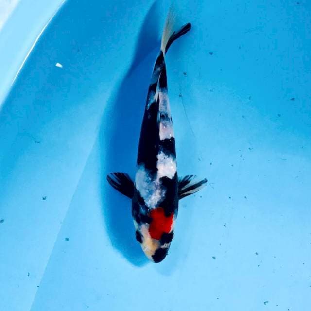 Tancho Showa, 19 cm