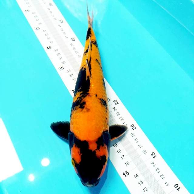 Ki Utsuri 32cm ⭐⭐⭐⭐