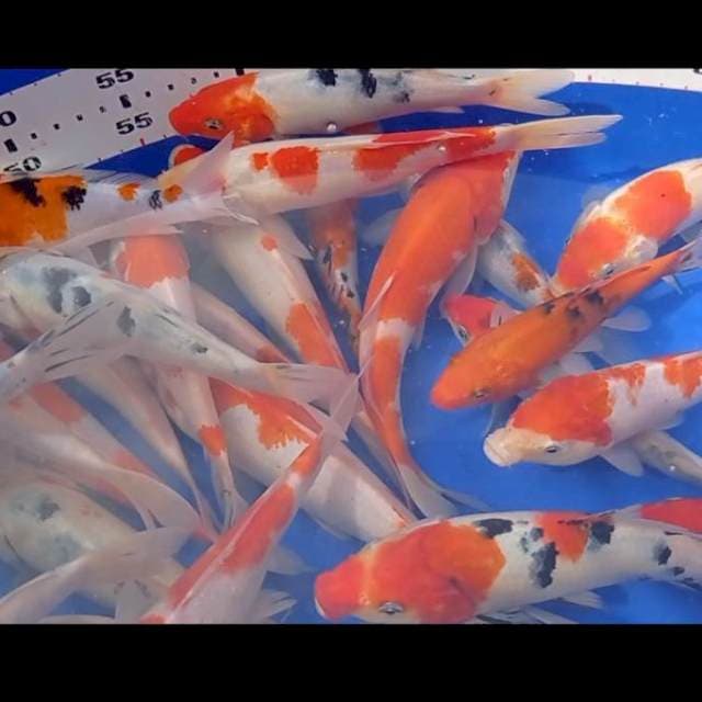 Mix Kohaku sanke 50 ekor