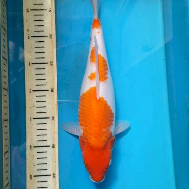 JT1 Kohaku 33cm Female