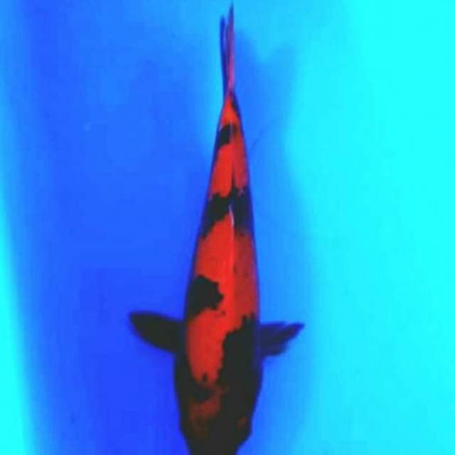 Utshuri 25cm