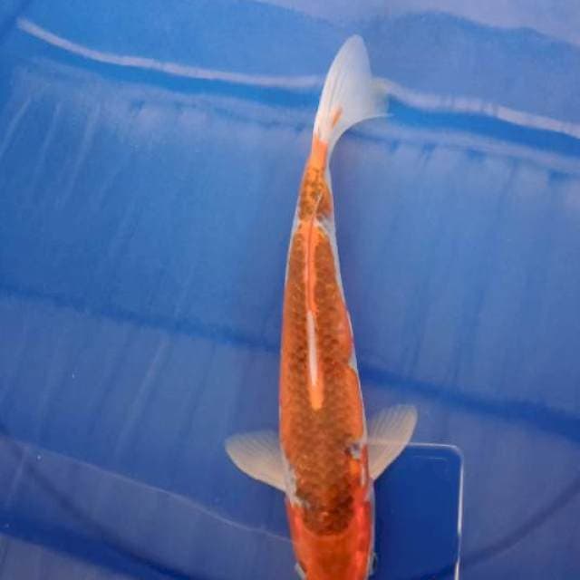 Goshiki 30cm