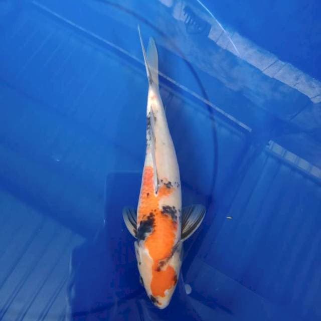 Showa 33cm