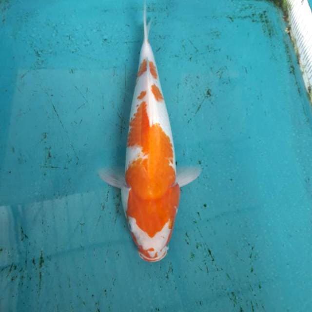 Kohaku 30 calon jumbo