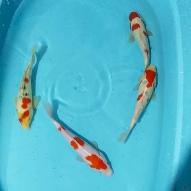 ✔️ kohaku sanke 26_28cm