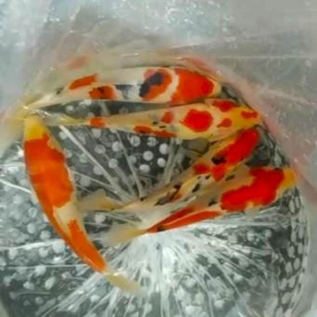 ✔️kohaku sanke, 20_25cm