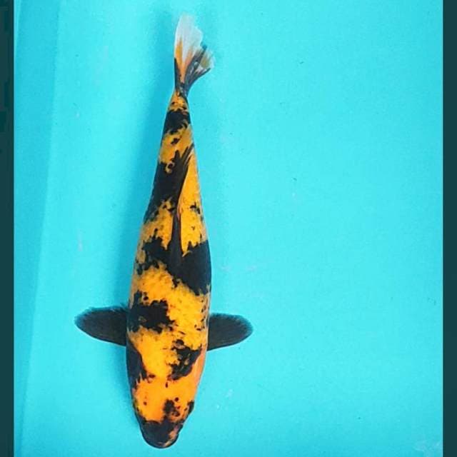 Ki utsuri 30cm