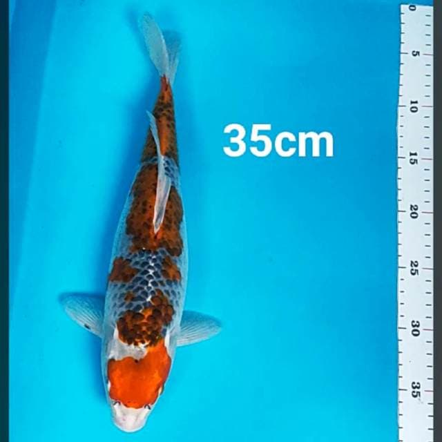 Maruten goshiki 35cm