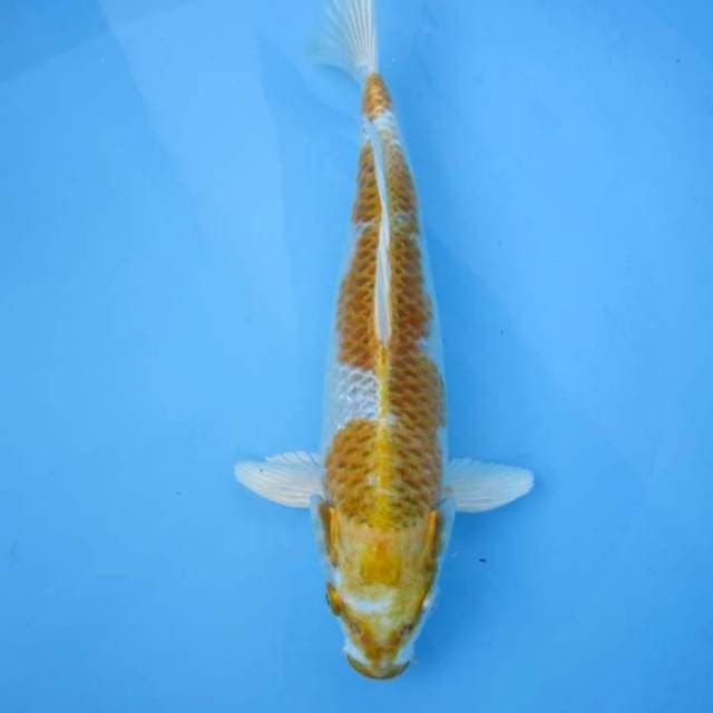 Kujaku 32cm Male