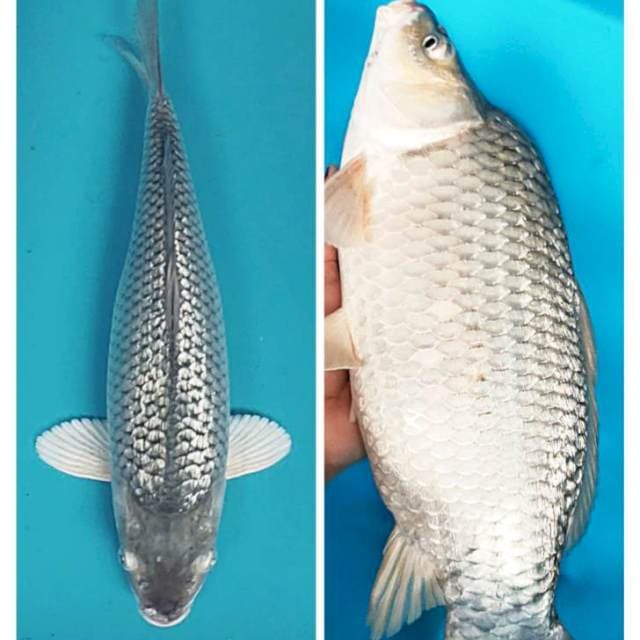 Soragoi ginrin punuk 35cm