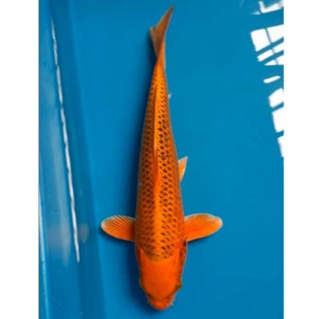 Kin matsuba 34cm