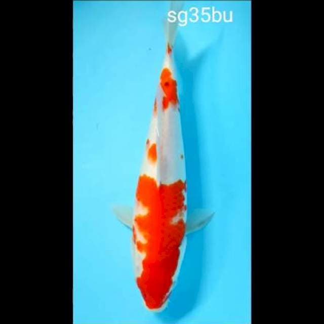 Kohaku 35bu