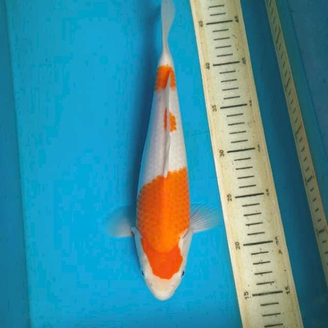 JT3 Kohaku 31cm Male