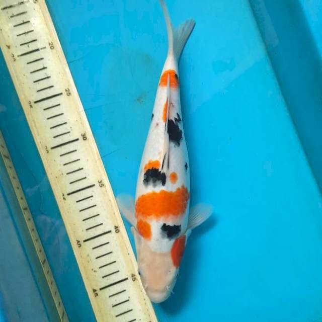 Bozhu sanke 29cm Female