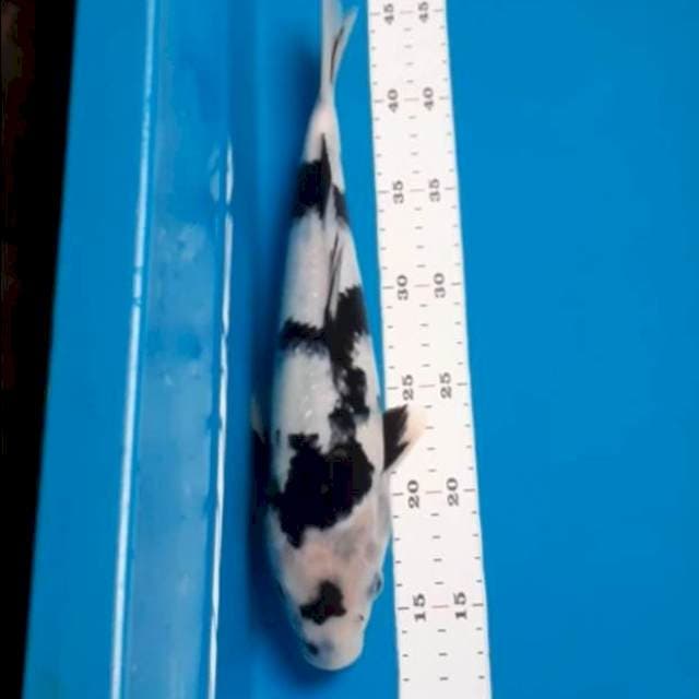 Shiro 34cm