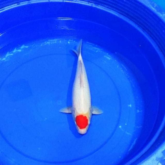 Tancho kohaku jitai calon jumbo
