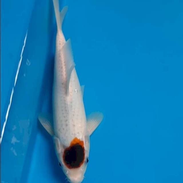 Tc.goromo 25cm