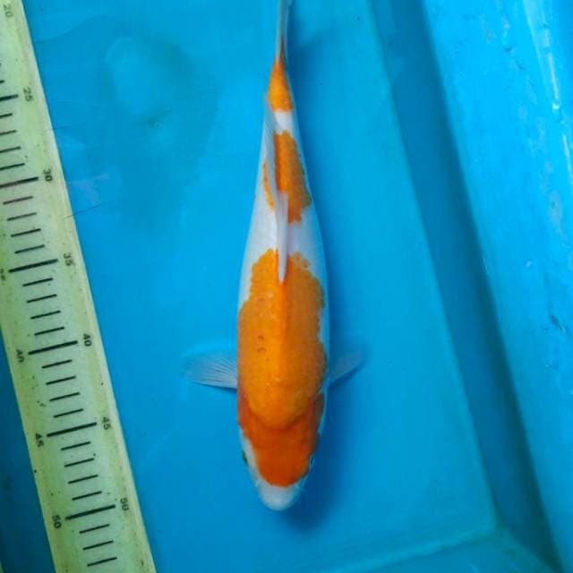 JT5 Sandan kohaku 31cm Male