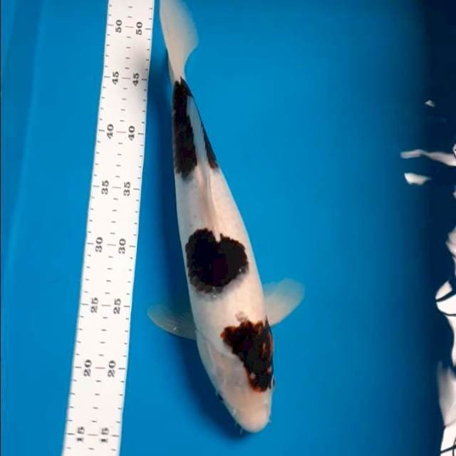 Goromo 36cm