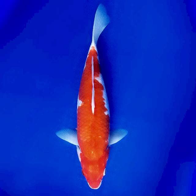 Kohaku