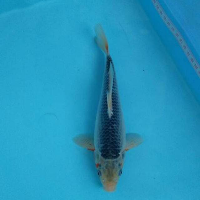 A S A G I BLUE 22cm