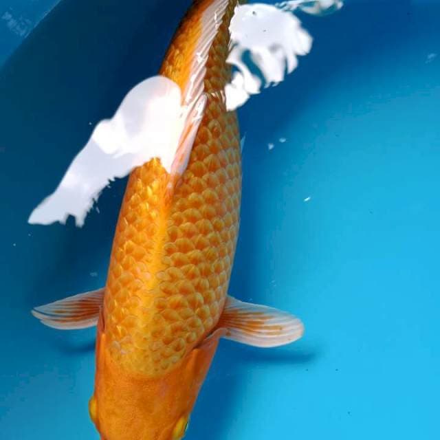 Yamabuki Ogon Gindrin