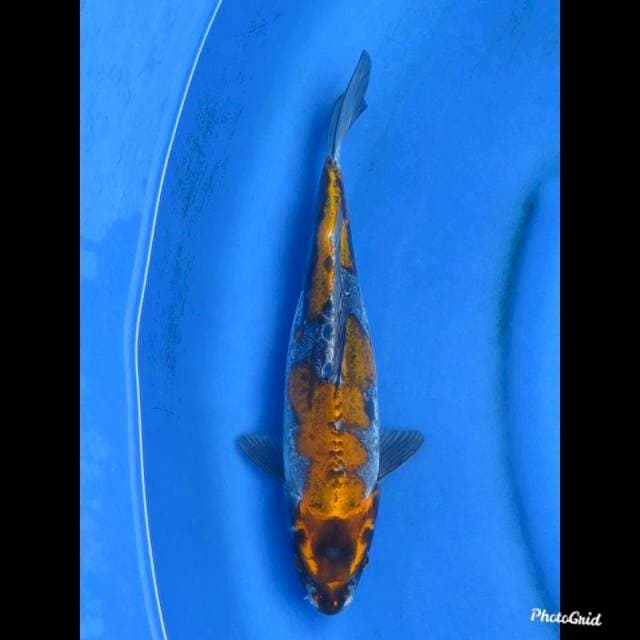 30cm , Super Unique