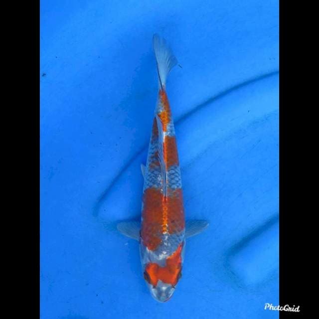 26cm , Male - Yondan Kogane Ochiba