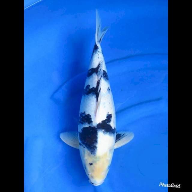 45cm , Male - Shiro Utsuri Tategoi