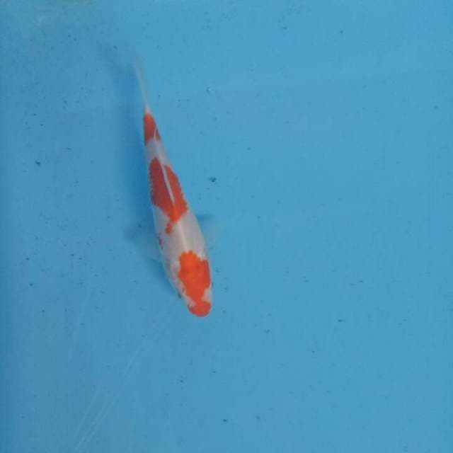 Original 17cm