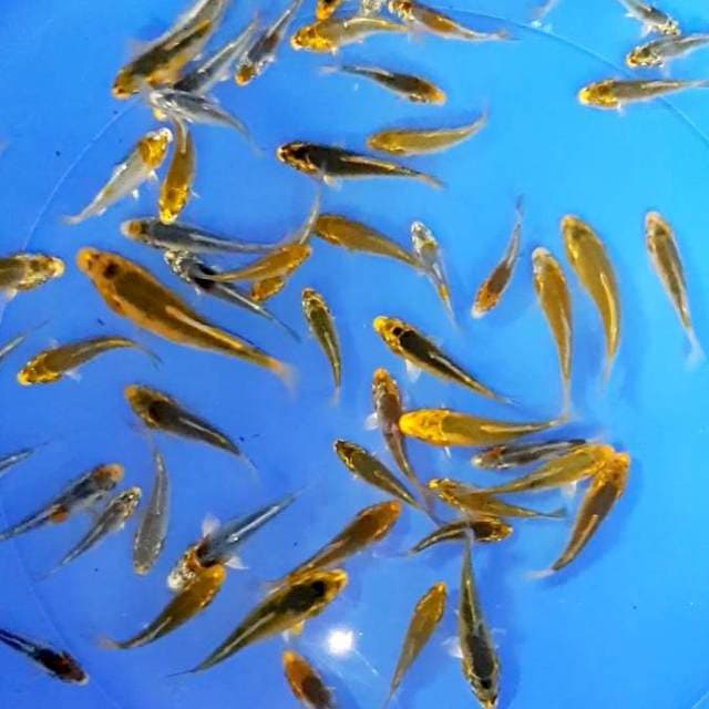 50 ekor Baby kujaku 5-11 cm,