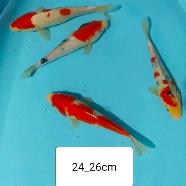 🙏 4e kohaku sanke 24_26cm